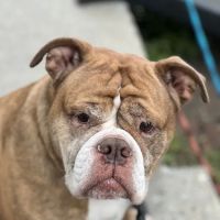 East Riverside Veterinary Hospital ico
