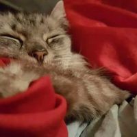 Magazine Street Animal Clinic ico