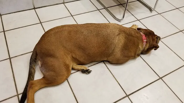 Marrero Veterinary Clinic 8