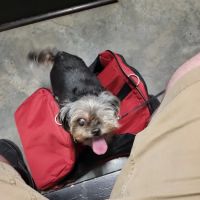 Metairie Small Animal Hospital - Freret Clinic ico
