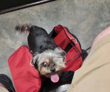 Metairie Small Animal Hospital - Freret Clinic