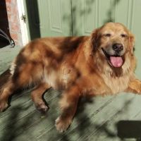 Pet Care Center Esplanade ico