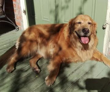 Pet Care Center Esplanade