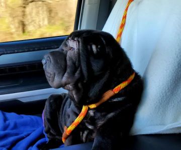 Metairie Small Animal Hospital - Marigny Clinic