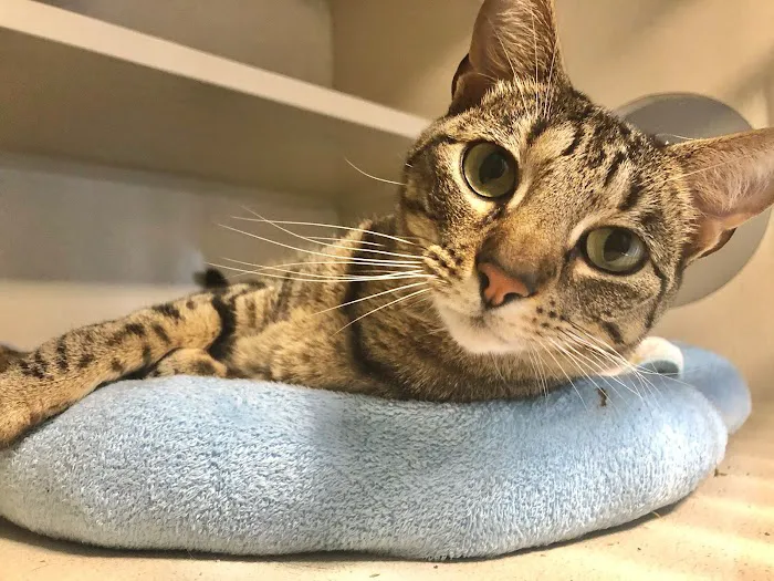 Crescent City Veterinary Hospital 9