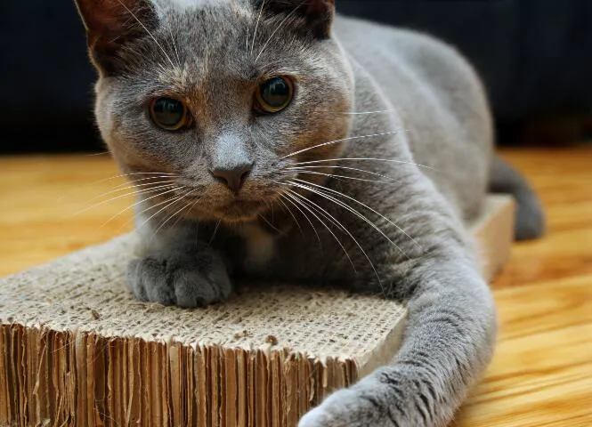 Uptown Veterinary Hospital 2