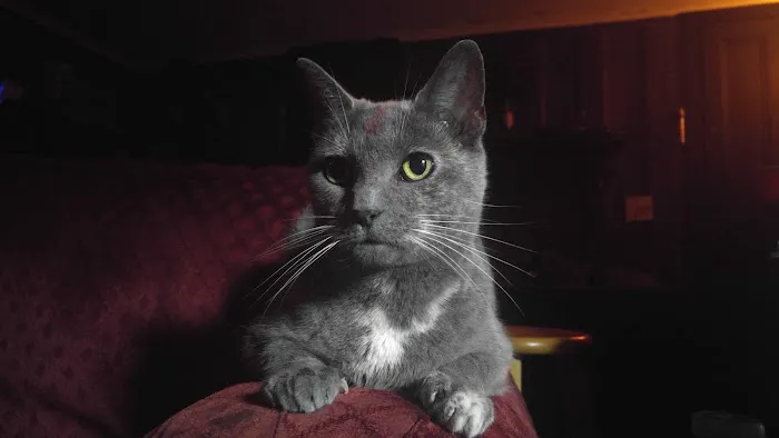 Uptown Veterinary Hospital 4