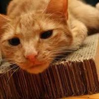 Uptown Veterinary Hospital ico