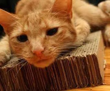Uptown Veterinary Hospital