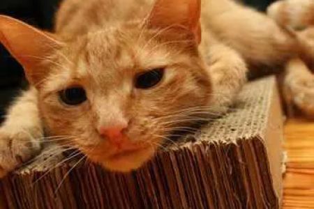 Uptown Veterinary Hospital