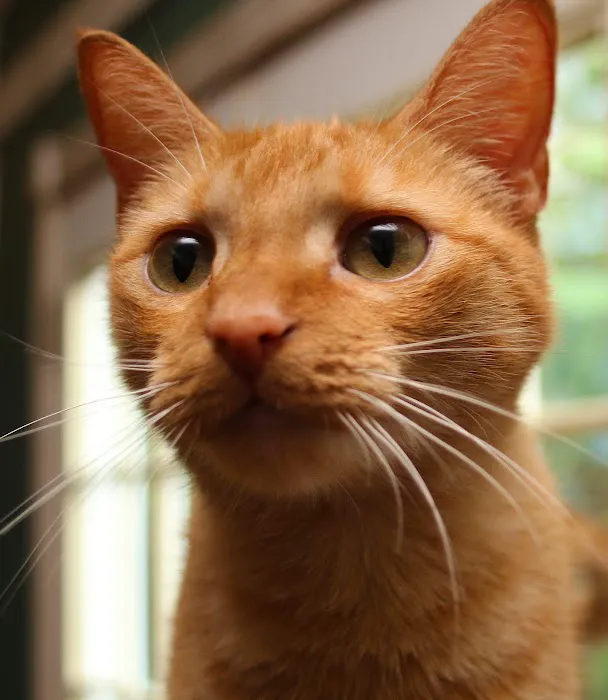 Uptown Veterinary Hospital 8