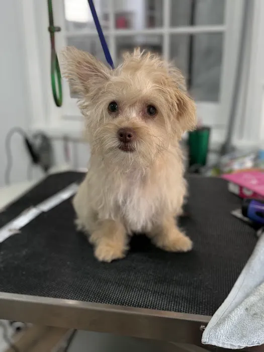 All Star Animal Clinic 5
