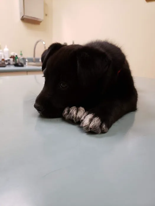 Prytania Veterinary Hospital 12