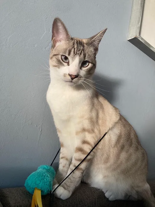 Bastet Veterinary Hospital 1