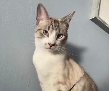 Bastet Veterinary Hospital