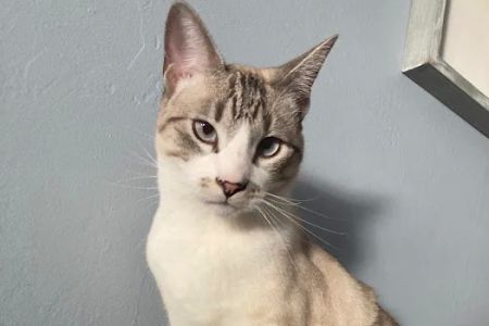 Bastet Veterinary Hospital