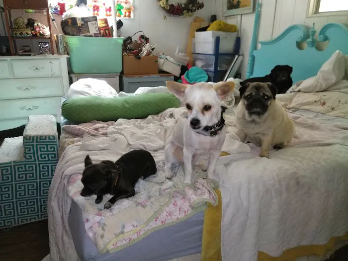 Judy Veterinary Clinic 1
