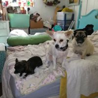 Judy Veterinary Clinic ico