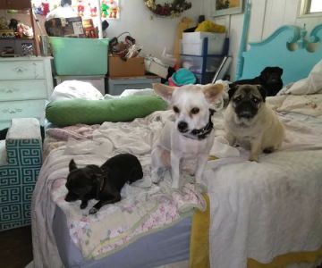 Judy Veterinary Clinic