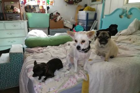 Judy Veterinary Clinic