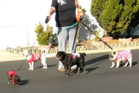 Judy Veterinary Clinic 6