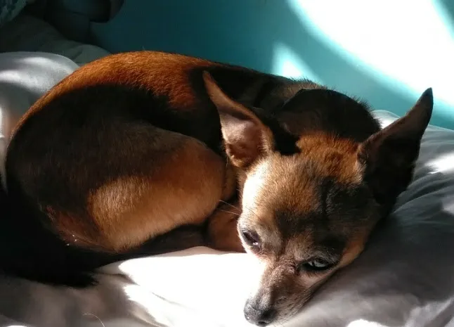 Judy Veterinary Clinic 3
