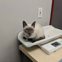 San Carlos Animal Hospital ico