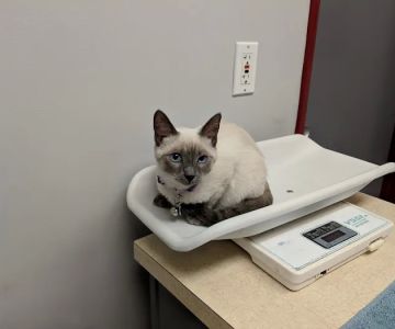 San Carlos Animal Hospital
