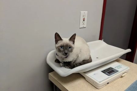San Carlos Animal Hospital