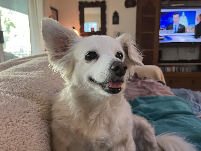 San Carlos Animal Hospital 5