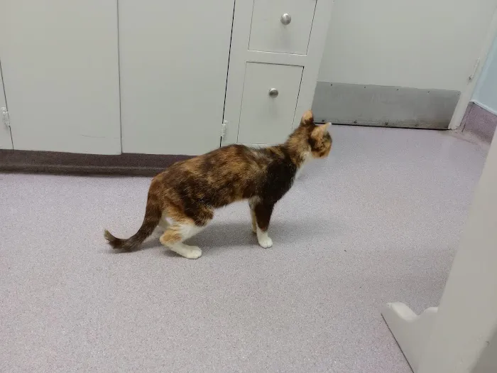 San Carlos Animal Hospital 9