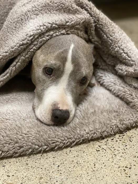 Vetco Total Care Animal Hospital 12