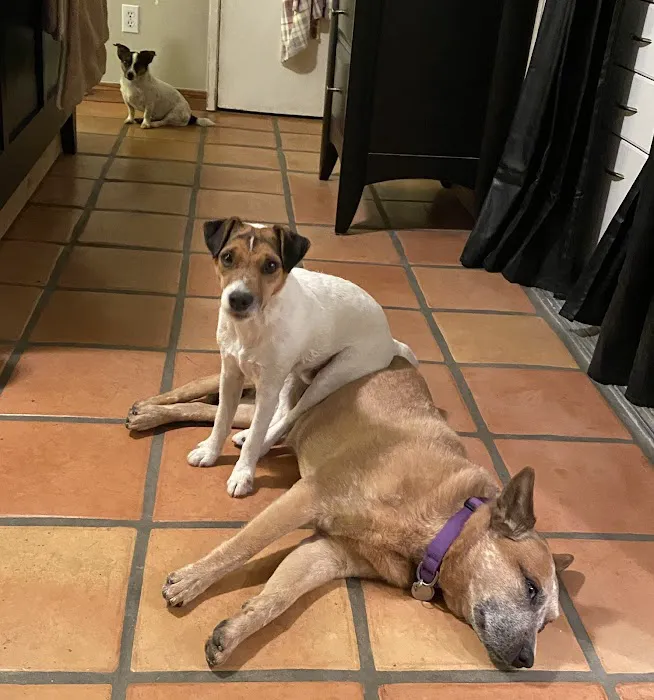 Jamacha Pet Vets 12