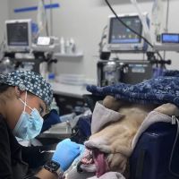 Jamacha Pet Vets ico