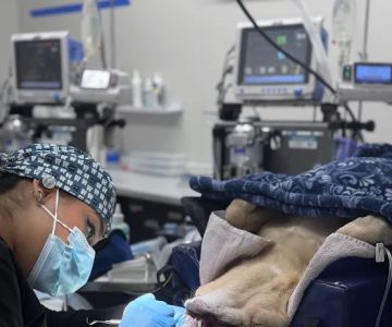 Jamacha Pet Vets