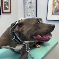 Spring Valley Veterinary Clinic ico