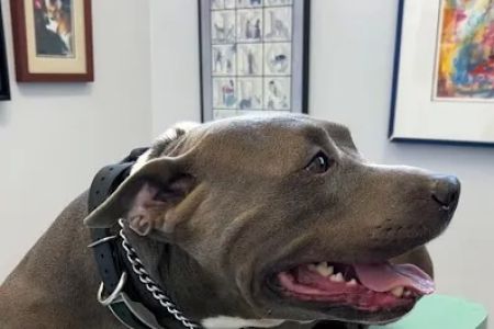 Spring Valley Veterinary Clinic