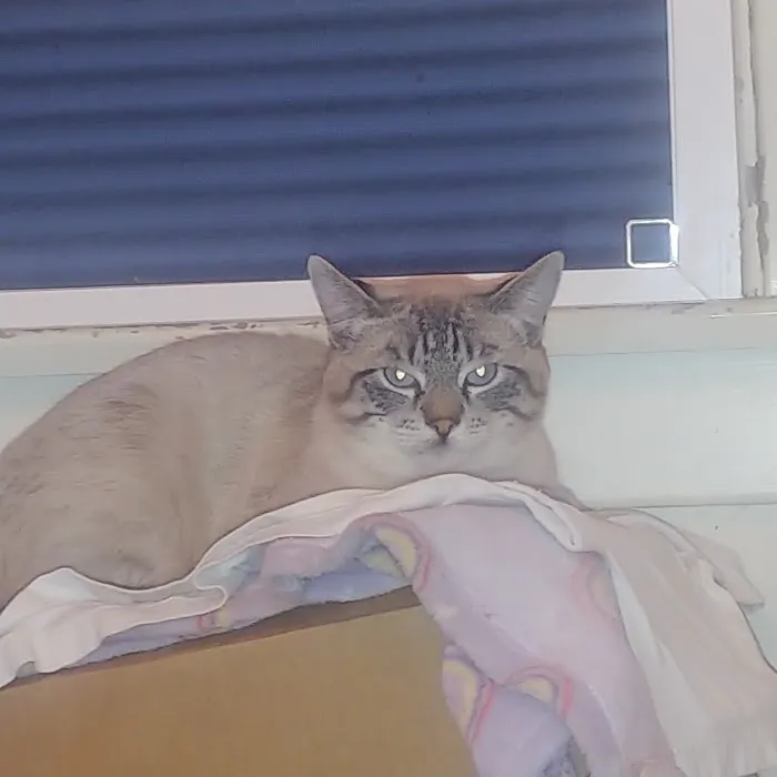 Spring Valley Veterinary Clinic 8