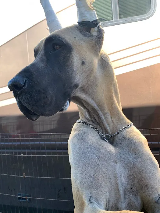 Animal Care Clinic 2