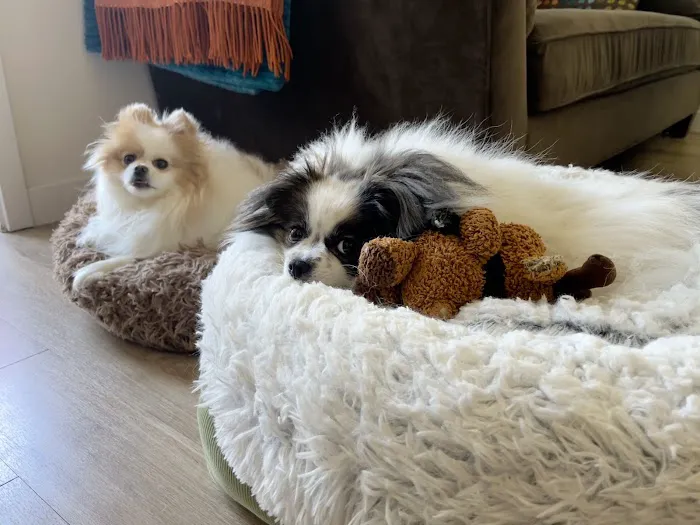The Helix Pet Hospital 5
