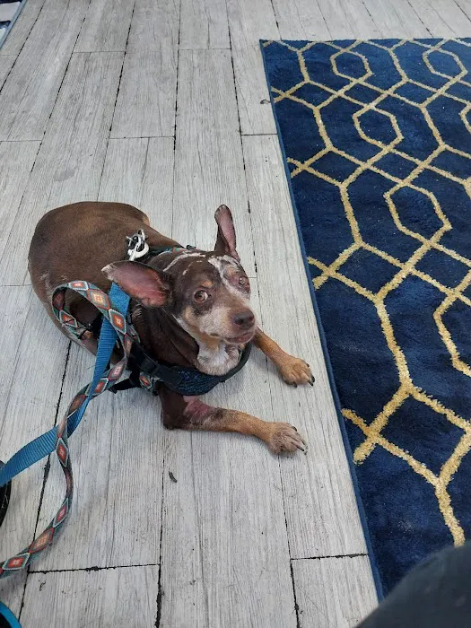 The Helix Pet Hospital 8