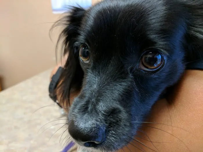 Steele Canyon Veterinary Clinic 8