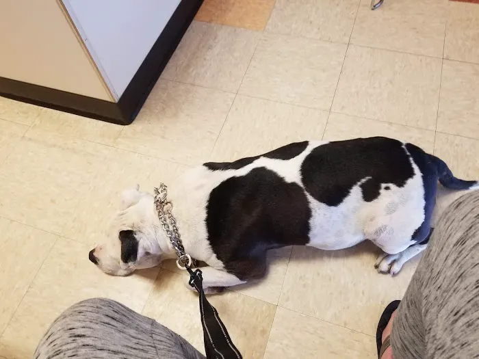 Steele Canyon Veterinary Clinic 1