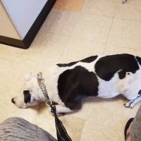 Steele Canyon Veterinary Clinic ico