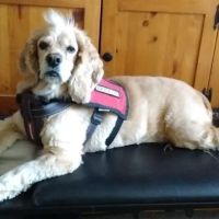 Fletcher Hills Animal Hospital ico