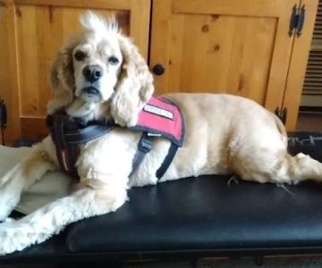 Fletcher Hills Animal Hospital