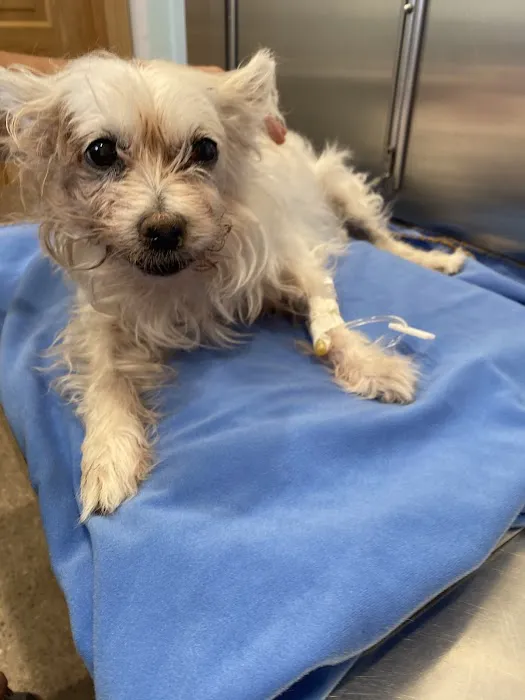 Spring Valley Animal Med Hospital 4