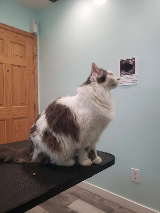 Spring Valley Animal Med Hospital 8