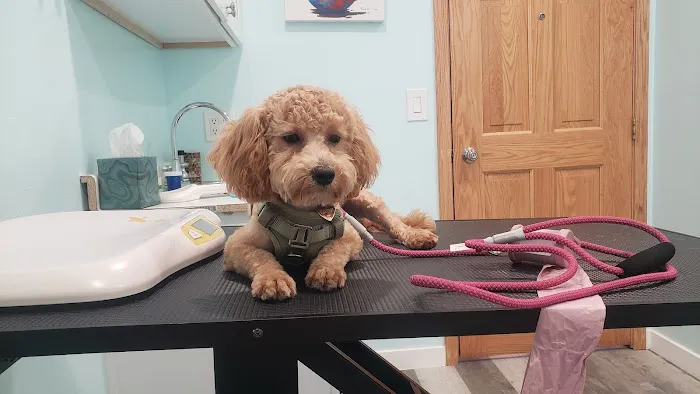 Spring Valley Animal Med Hospital 6