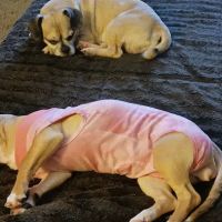 Spring Valley Animal Med Hospital ico